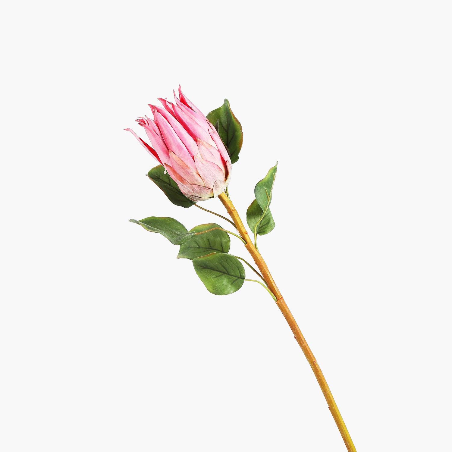 Protea Dal Pembe 68cm