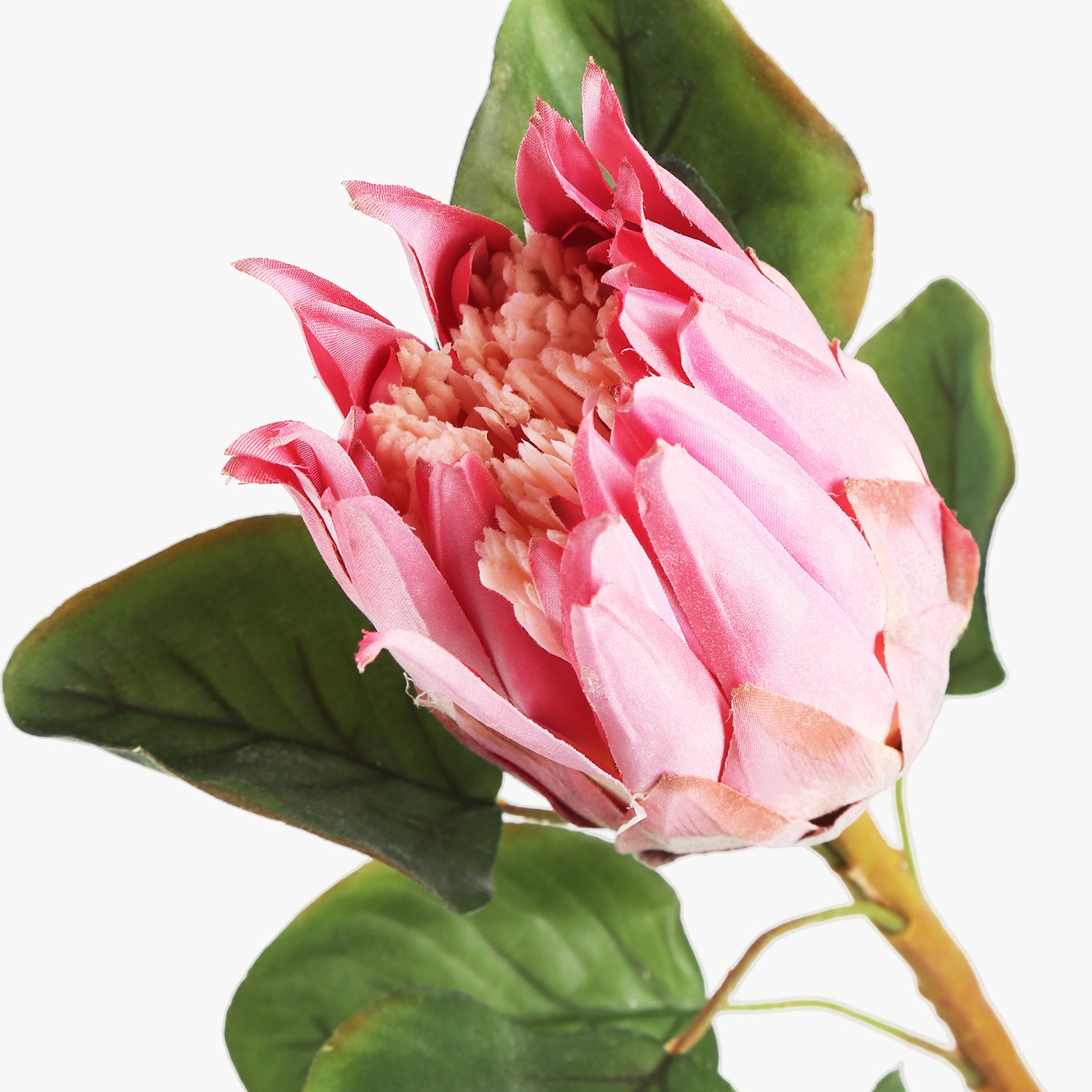 Protea Dal Pembe 68cm