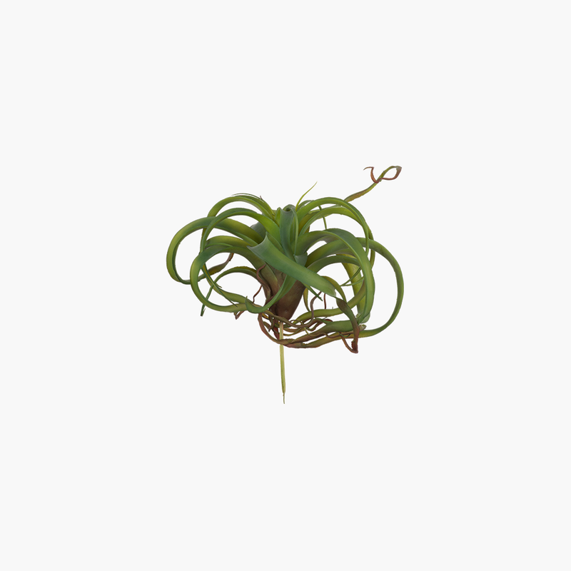 spider plant dark green Spider Plant Dark Green 30x30x20cm