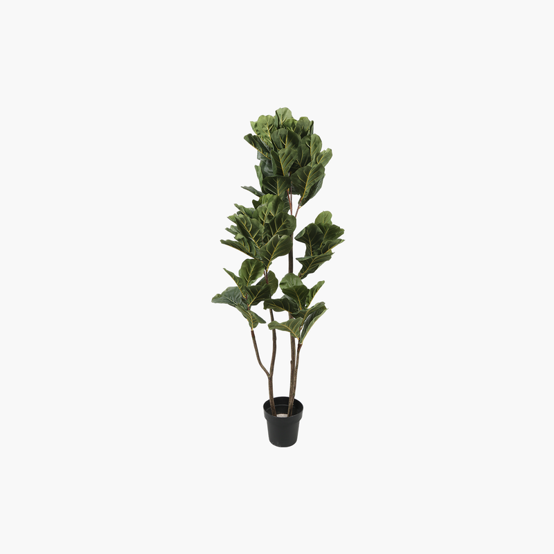 Saksılı 3 Kollu Fiddle Leaf Ağaç 60X60X150cm