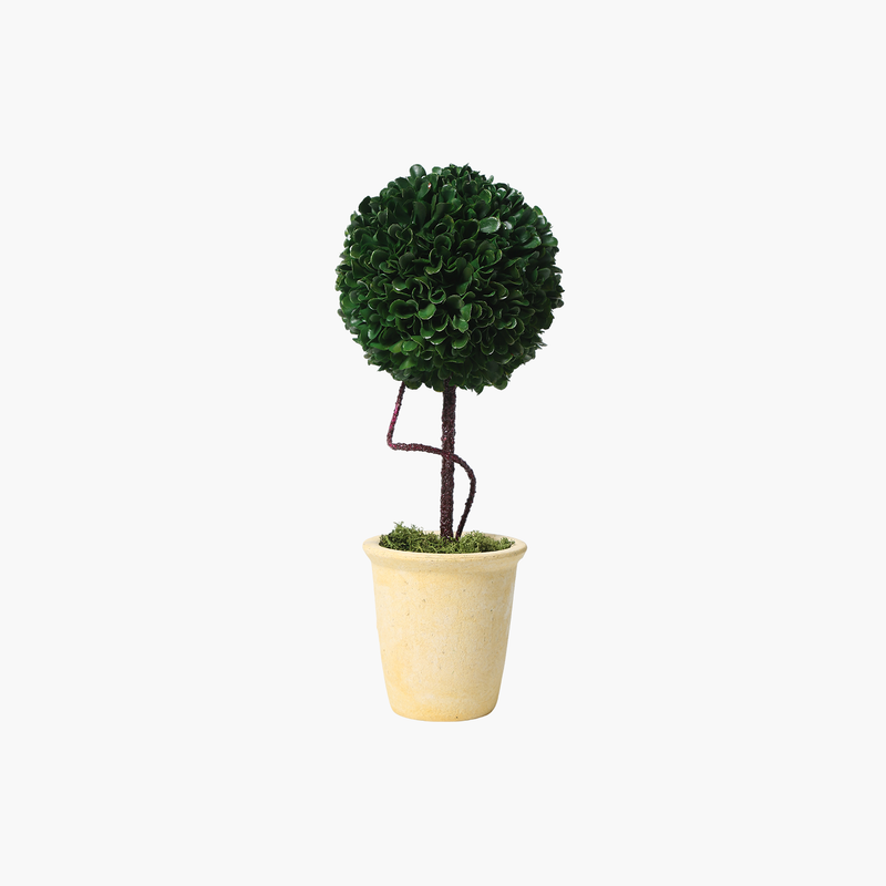 Saksılı Boxwood Yuvarlak 15X15X36cm