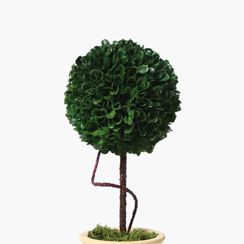 Saksılı Boxwood Yuvarlak 15X15X36cm