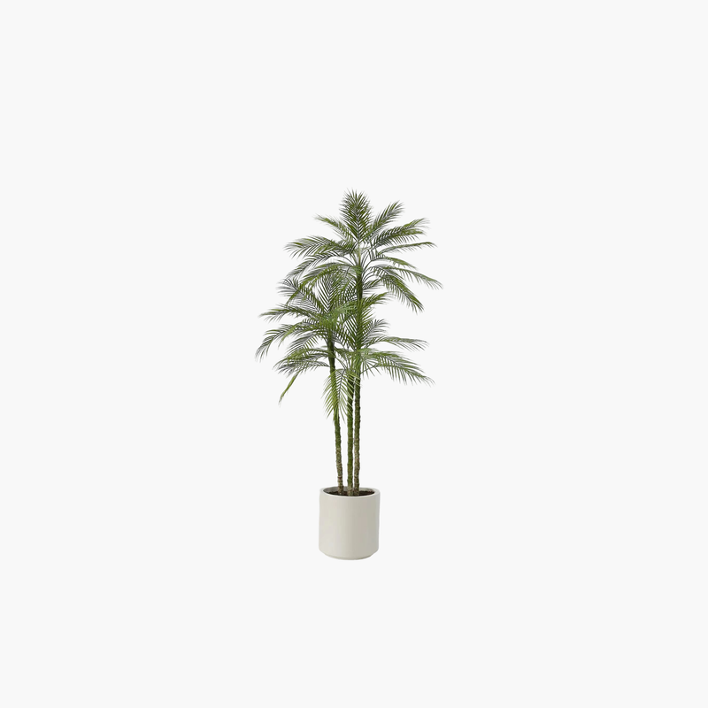 Areka Palmiye 3 Gövde 180cm