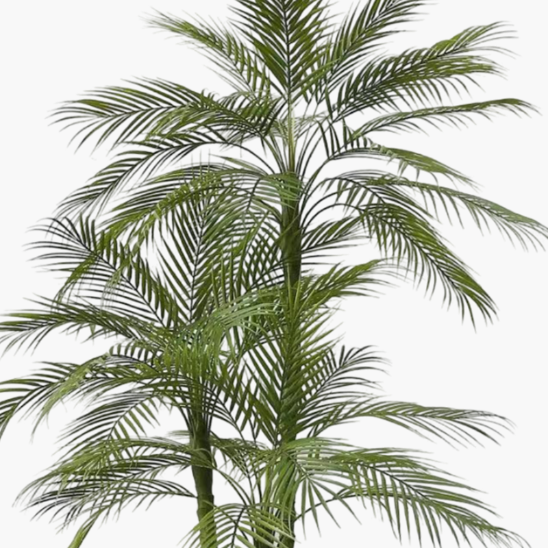 Areka Palmiye 3 Gövde 180cm