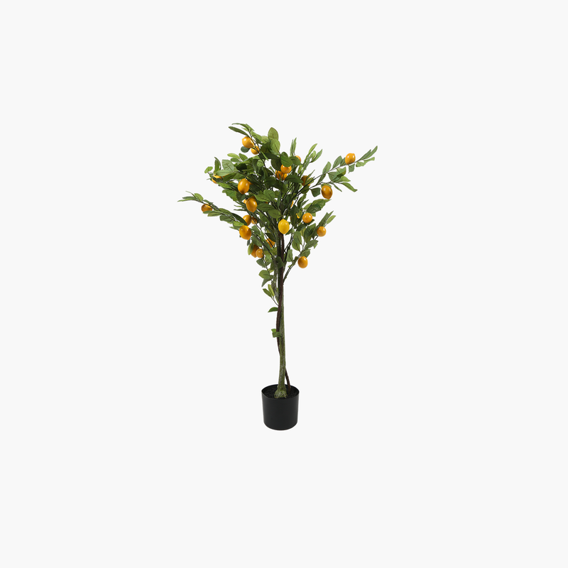Saksılı Limon Ağacı 120cm