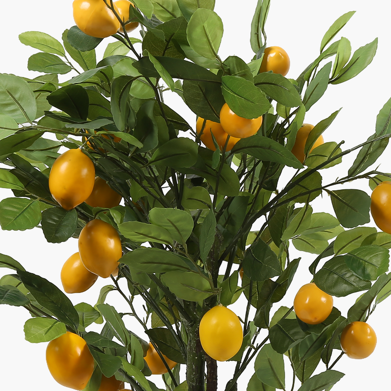 Saksılı Limon Ağacı 150cm