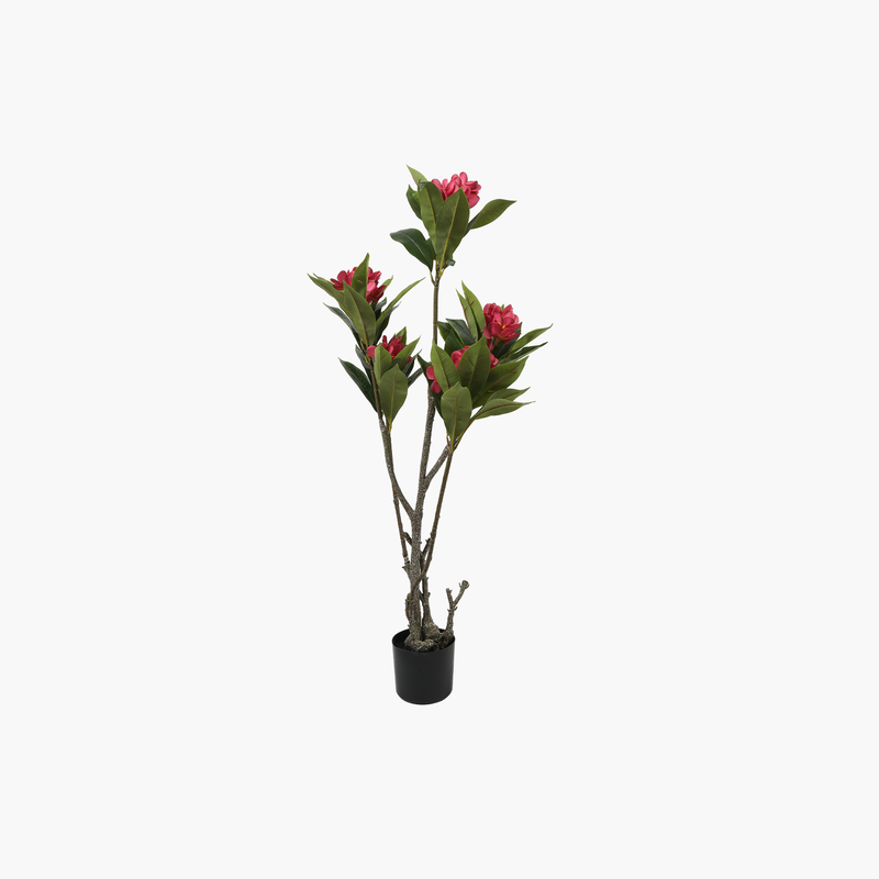 Saksılı Frangipani Ağacı Kırmızı 120cm