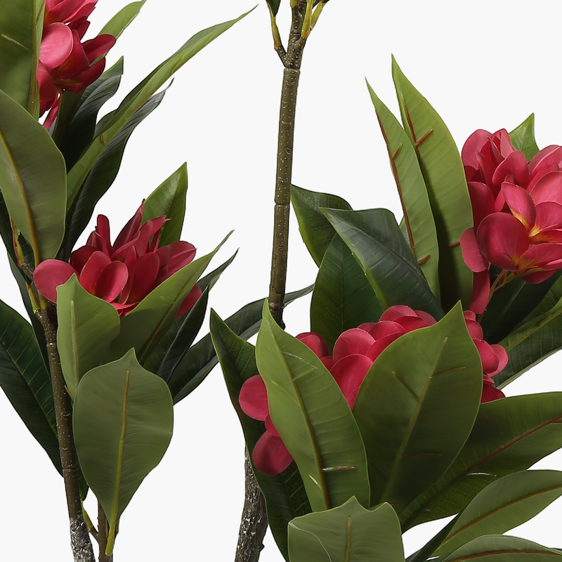 Saksılı Frangipani Ağacı Kırmızı 120cm