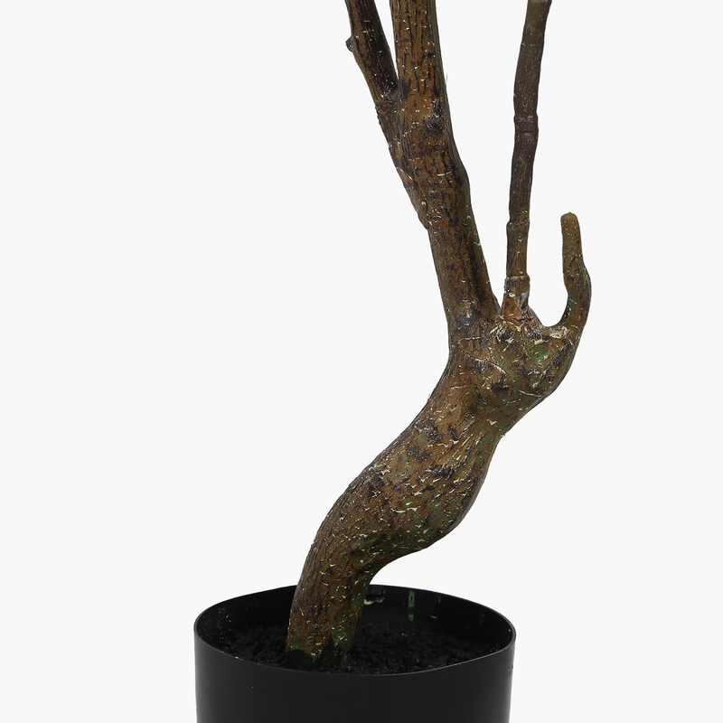 Saksılı Meşe Ağacı 120cm