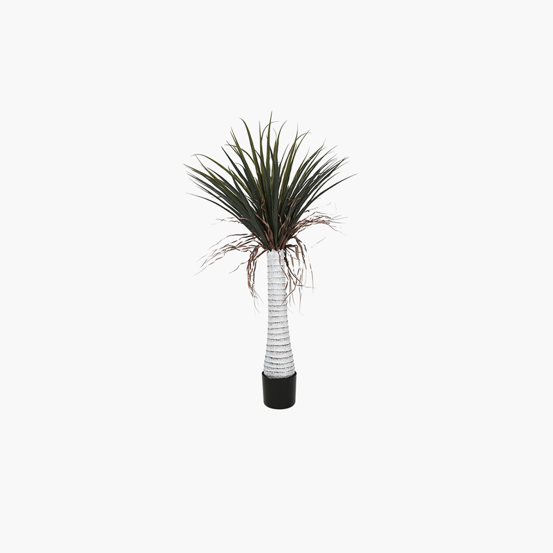 Saksılı Silk Orchid Ağacı 120cm