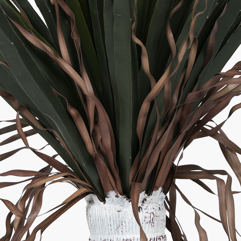 Saksılı Silk Orchid Ağacı 120cm