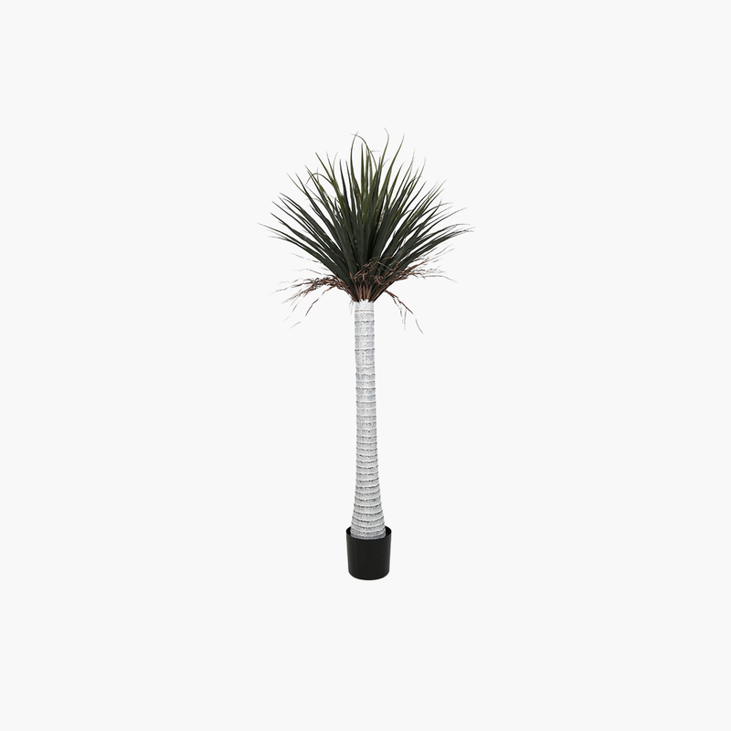 Saksılı Silk Orchid Ağacı 170cm