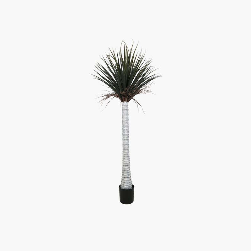 Saksılı Silk Orchid Ağacı 210cm