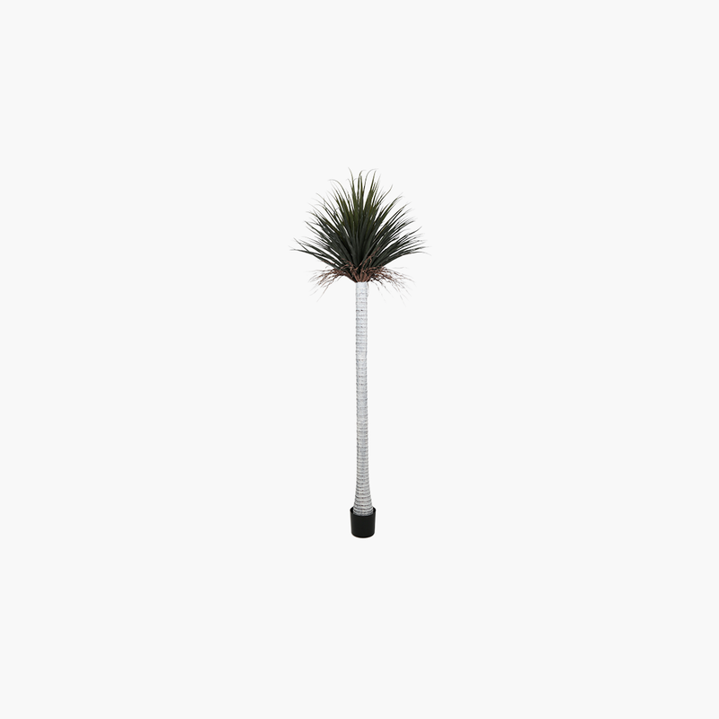 Saksılı Silk Orchid Ağacı 250cm