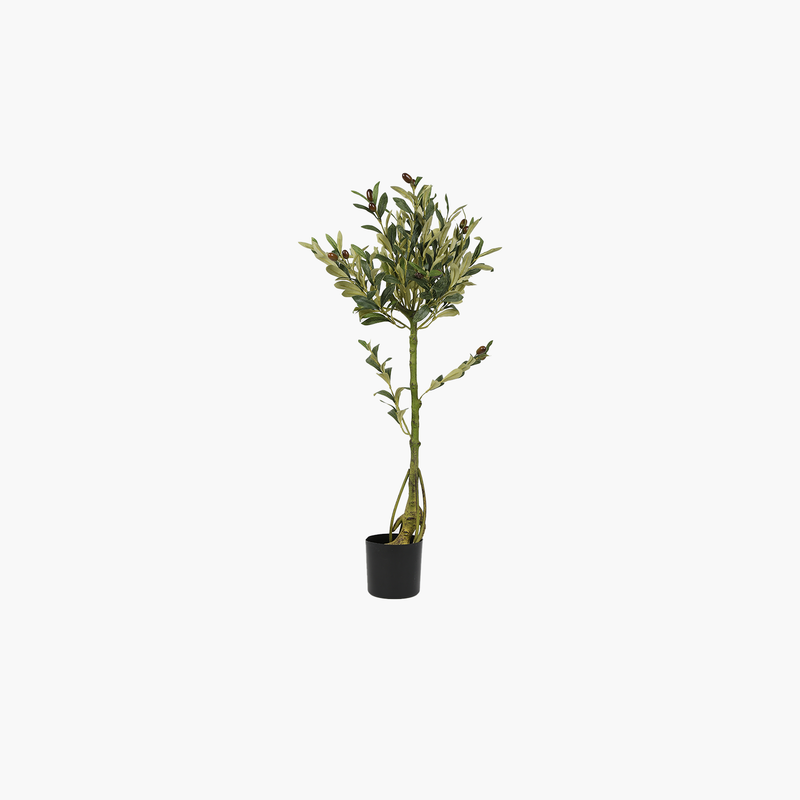 Saksılı Zeytin Ağacı 90cm