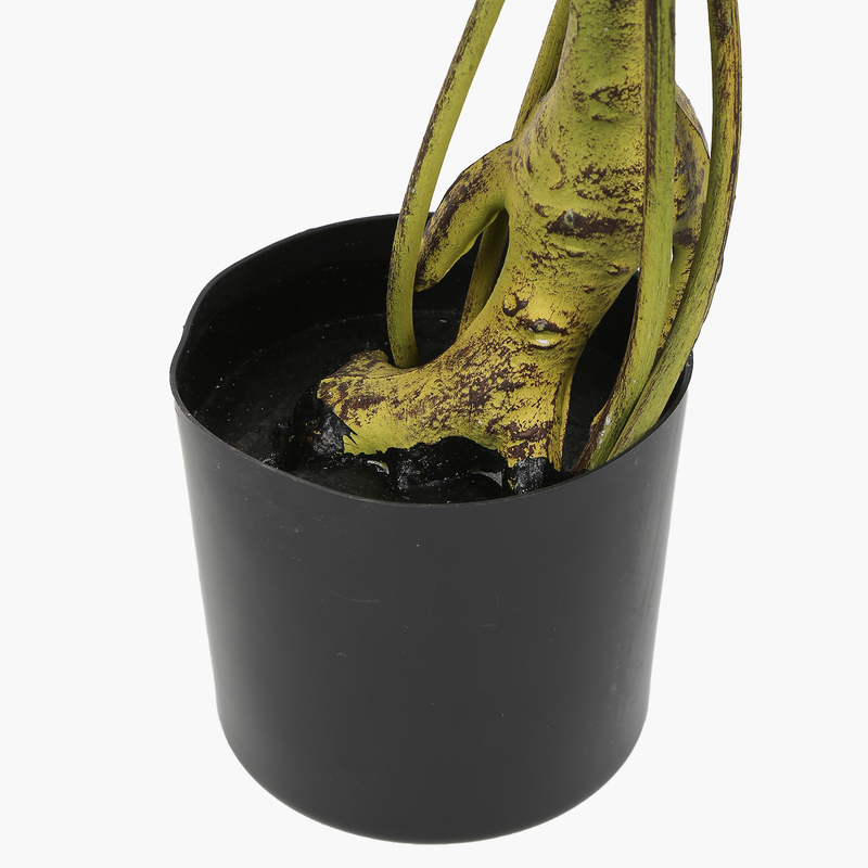 Saksılı Zeytin Ağacı 120cm