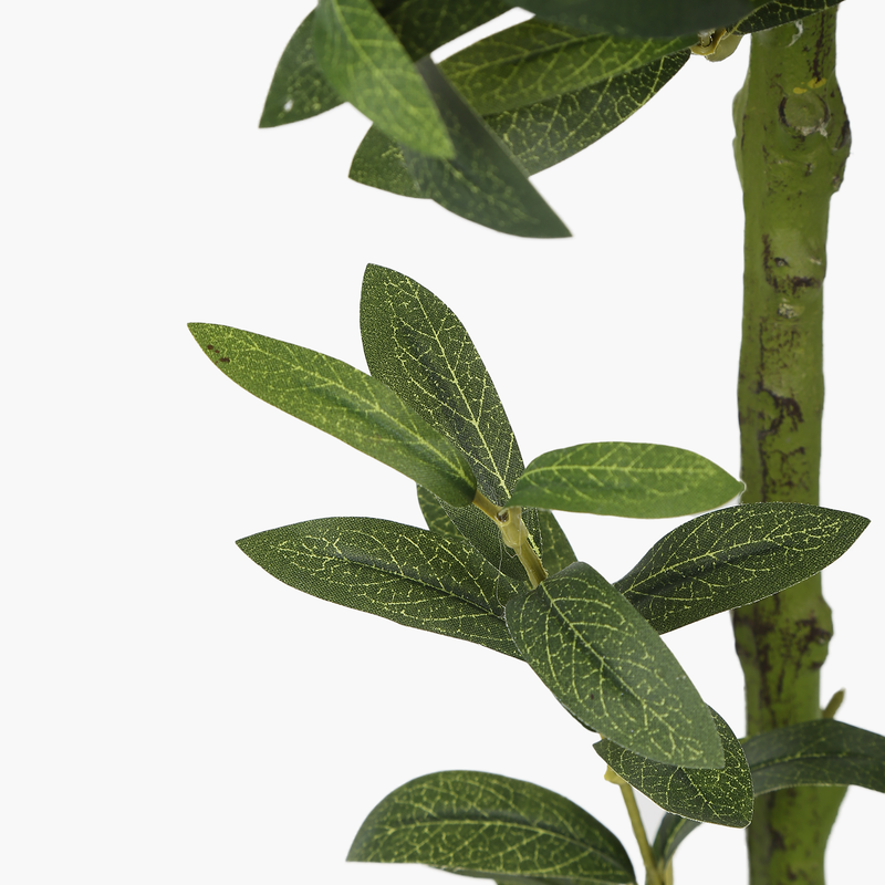 Saksılı Zeytin Ağacı 150cm