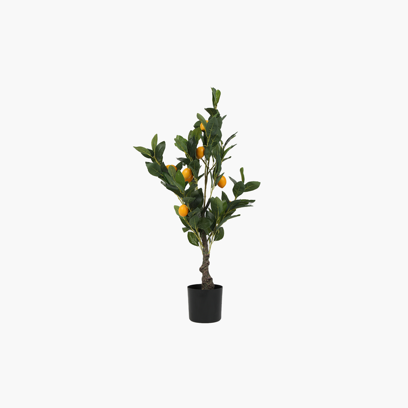 Saksılı Limon Ağacı 80cm