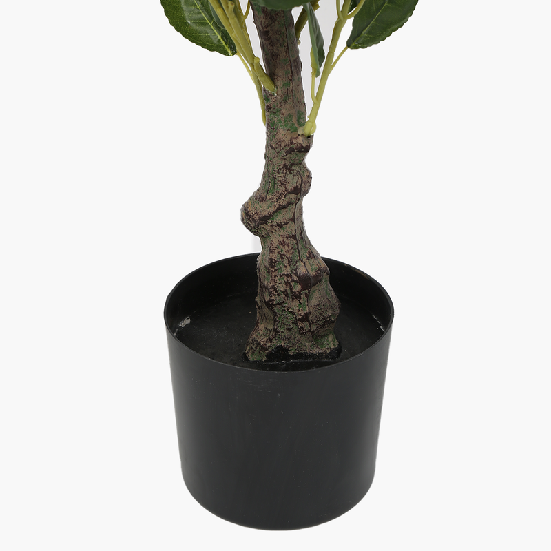 Saksılı Limon Ağacı 80cm