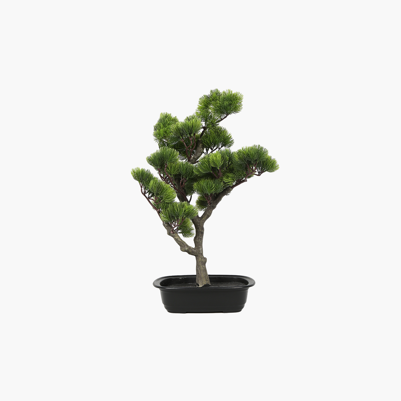 Saksılı Bonsai Çam Ağacı 55cm