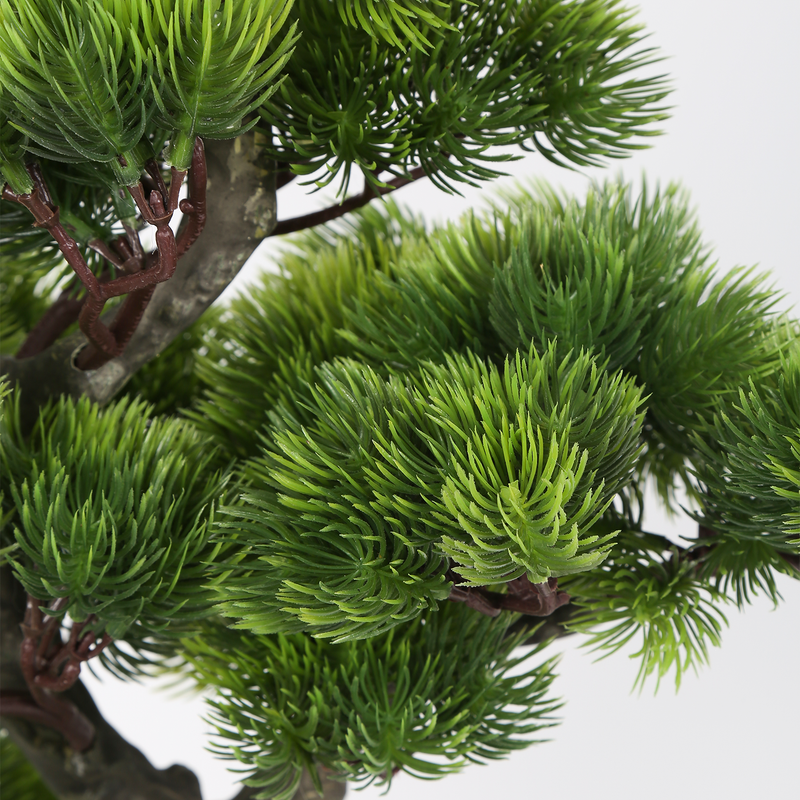 Saksılı Bonsai Çam Ağacı 55cm