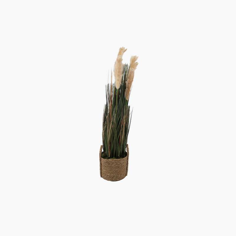 Saksılı Pampas Otu Bitkisi 35X35X115cm