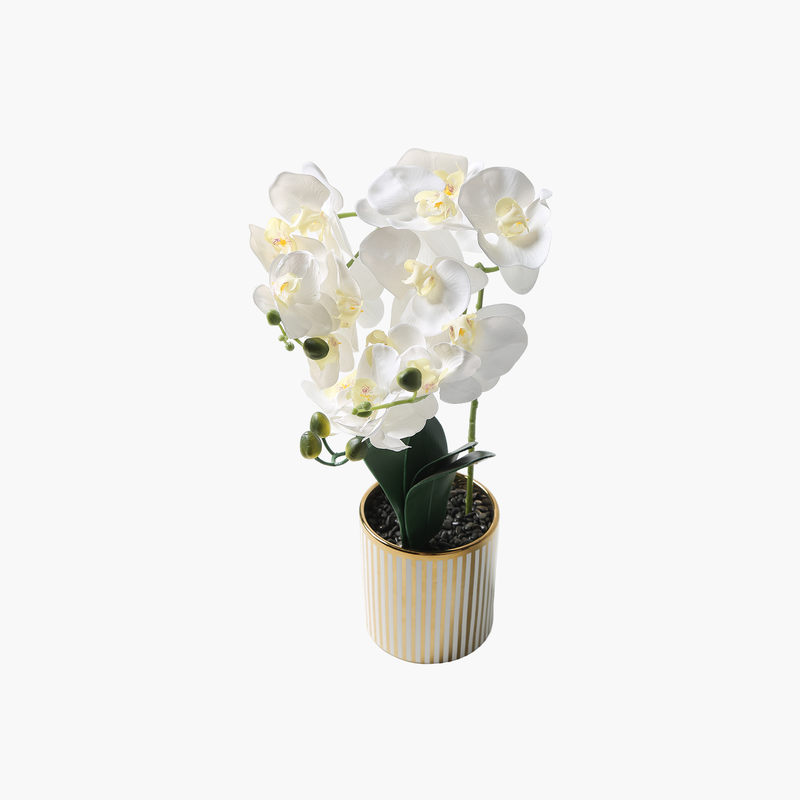 Saksılı Orkide Beyaz 52cm