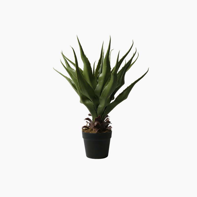 Saksılı Yucca Bitkisi 60cm