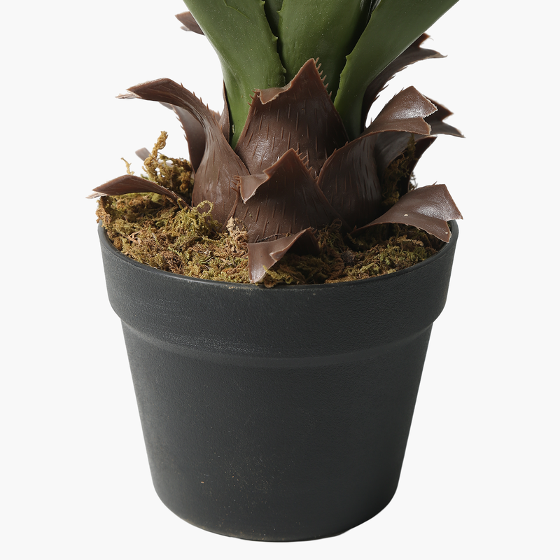 Saksılı Yucca Bitkisi 60cm
