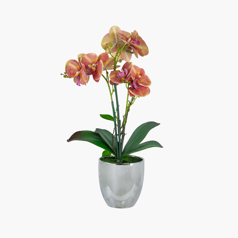 Saksılı Phalaenopsis Orkide Bitki Turuncu 26X13X60cm