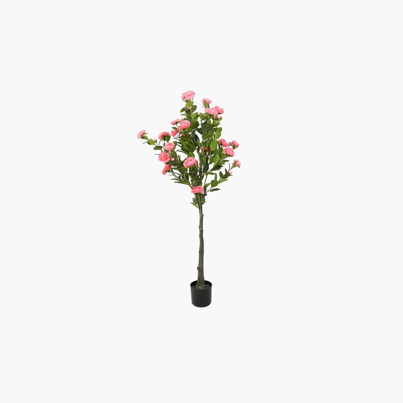 Saksılı Camellia 160cm