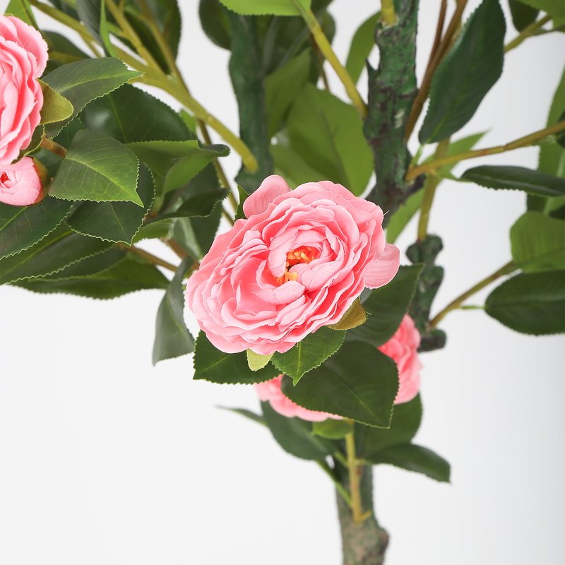 Saksılı Camellia 160cm
