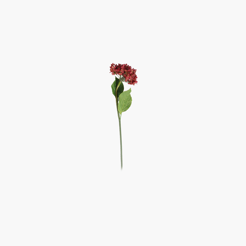 Fransız Ortanca Kırmızı 86cm