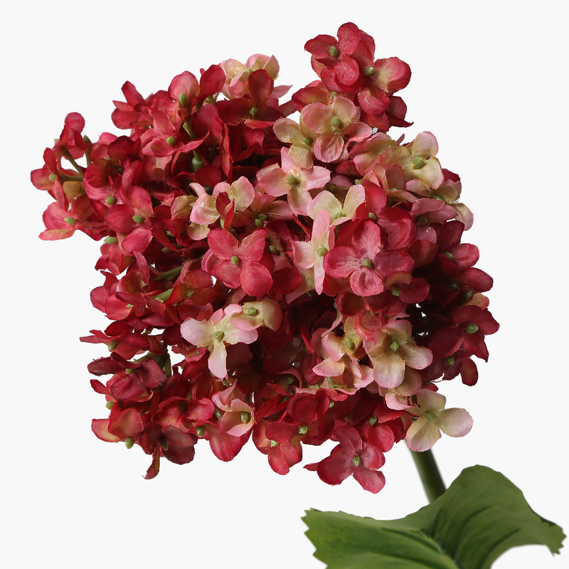 Fransız Ortanca Kırmızı 86cm