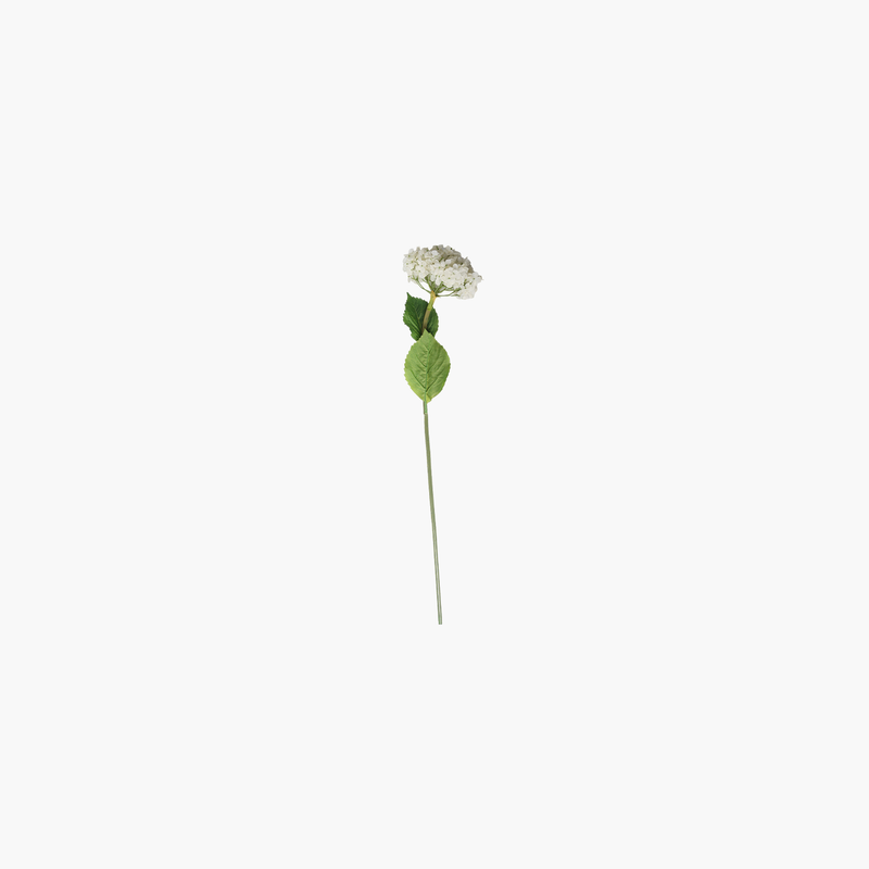 Fransız Ortanca Beyaz 86cm