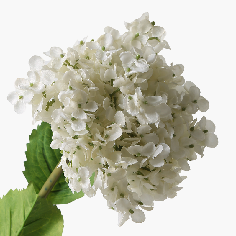 Fransız Ortanca Beyaz 86cm