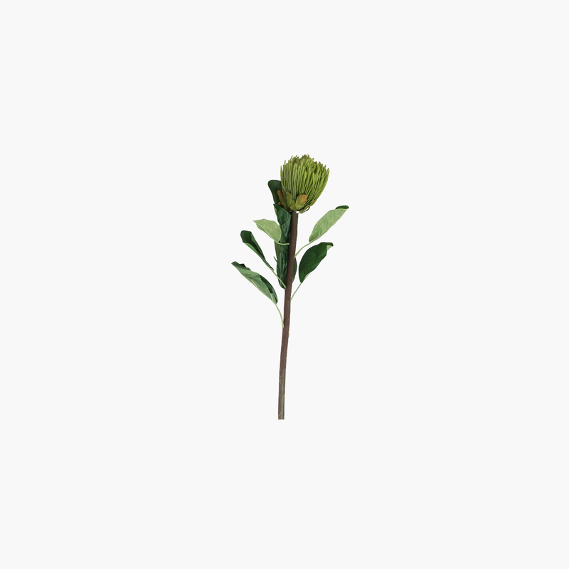 Protea Steam Yeşil 71cm
