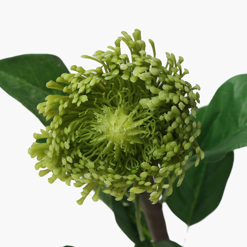 Protea Steam Yeşil 71cm