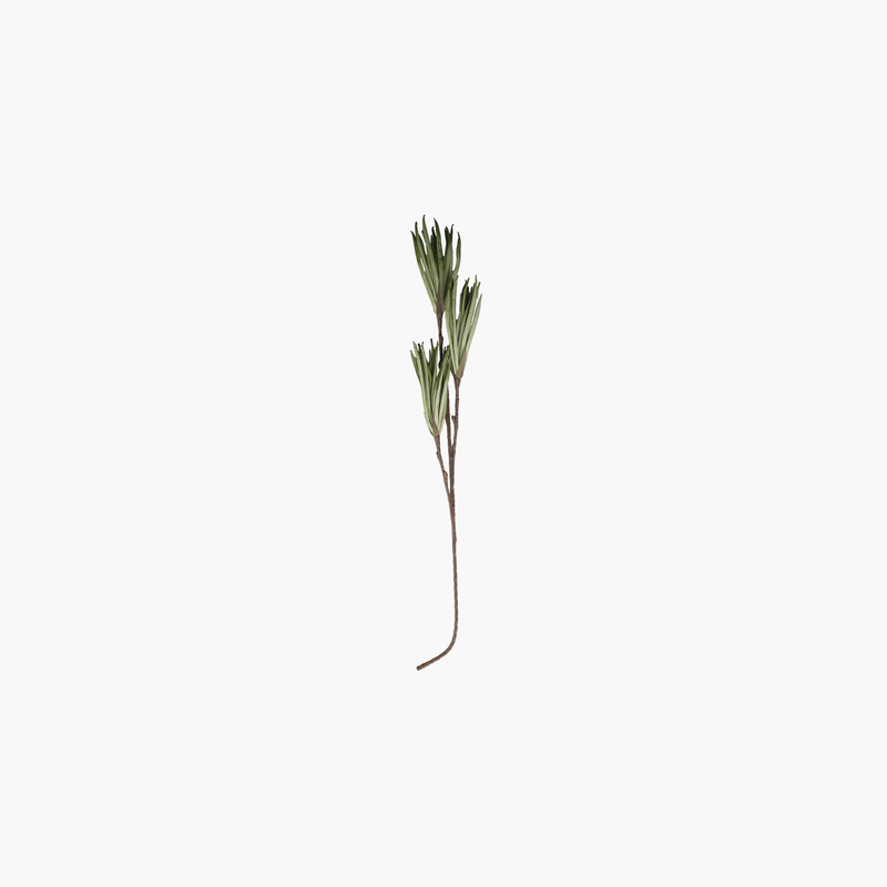 3 Başlı Dracaena 102cm