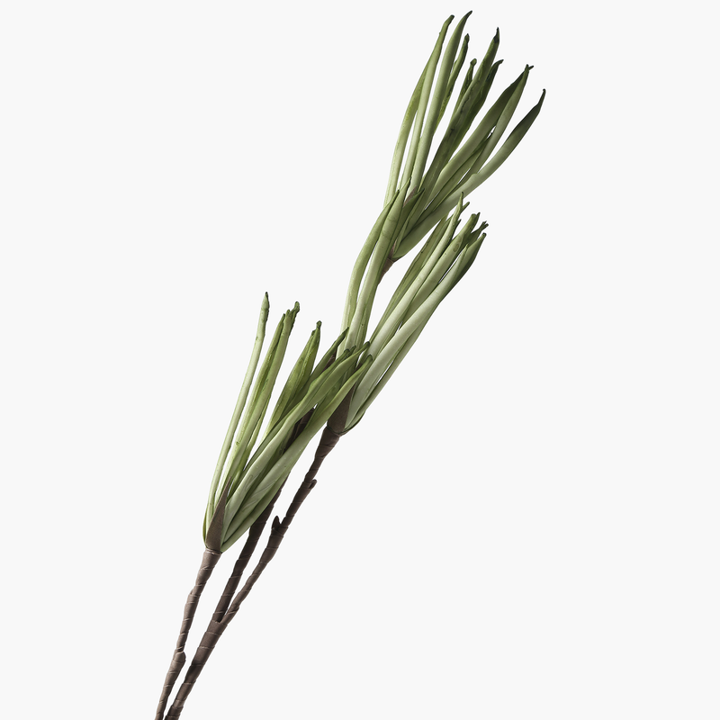3 Başlı Dracaena 102cm