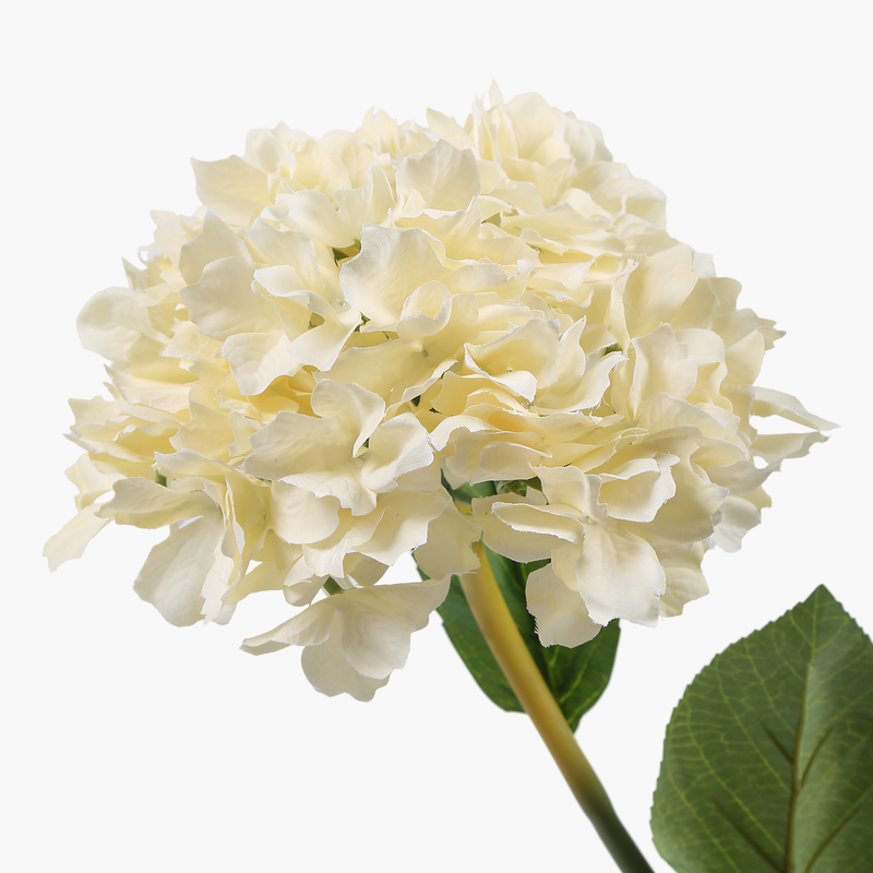 Ortanca Dal Krem 86cm