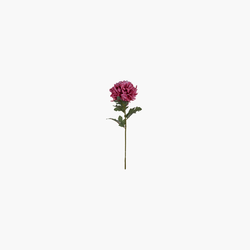 Krizantem Dal Fuşya 62cm