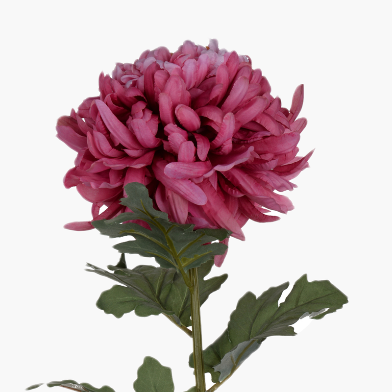 Krizantem Dal Fuşya 62cm