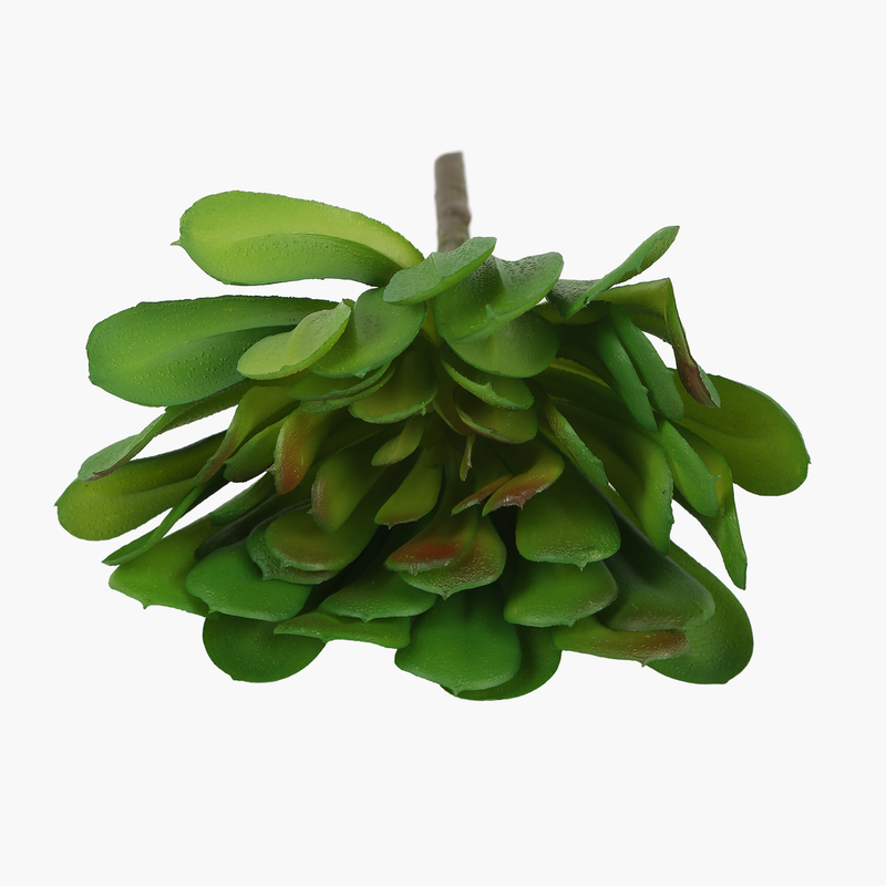 Dudleya Sukulent Dal 19X19X13cm