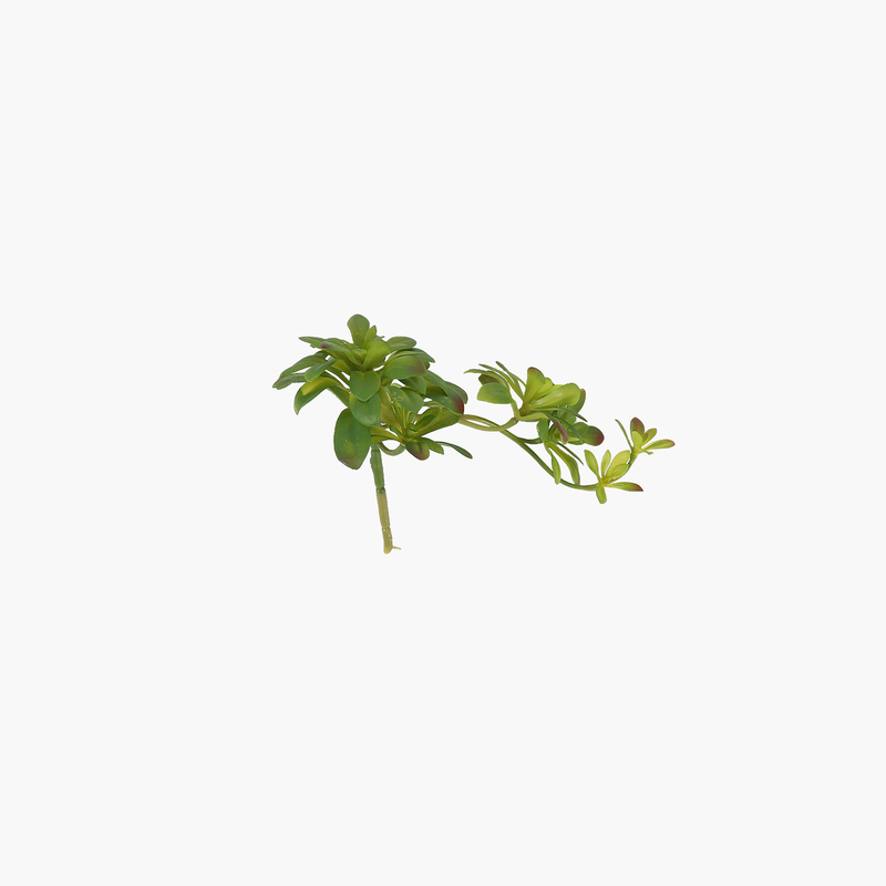İki Başlı Dudleya Sukulent Dal 30X14X16cm