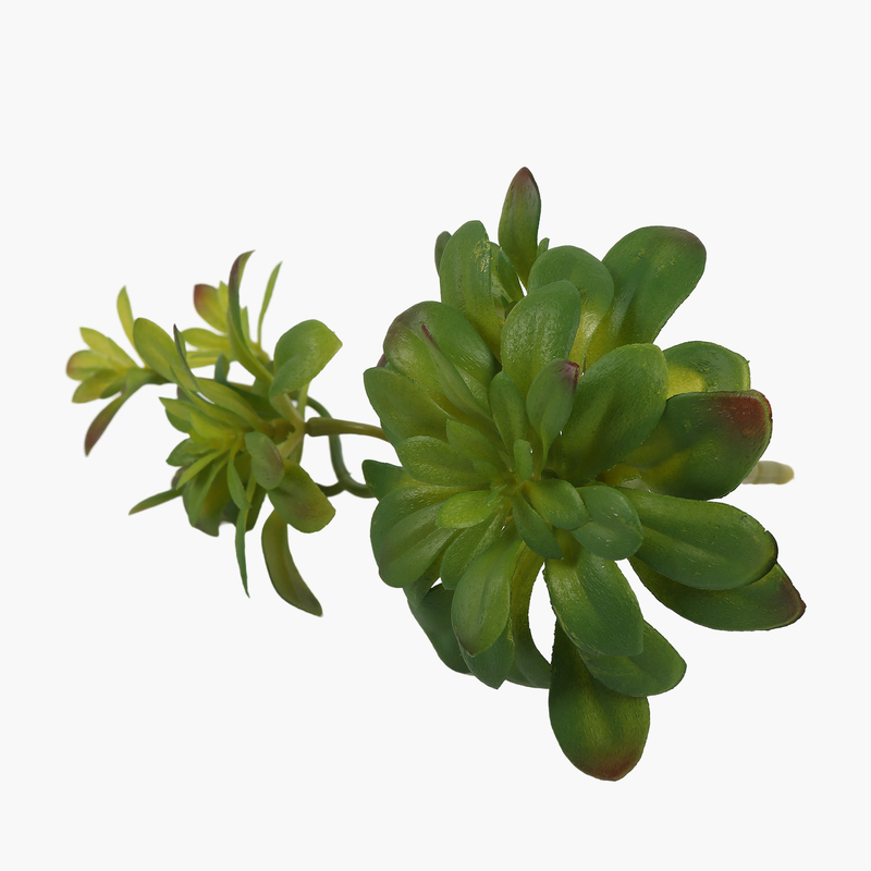 İki Başlı Dudleya Sukulent Dal 30X14X16cm