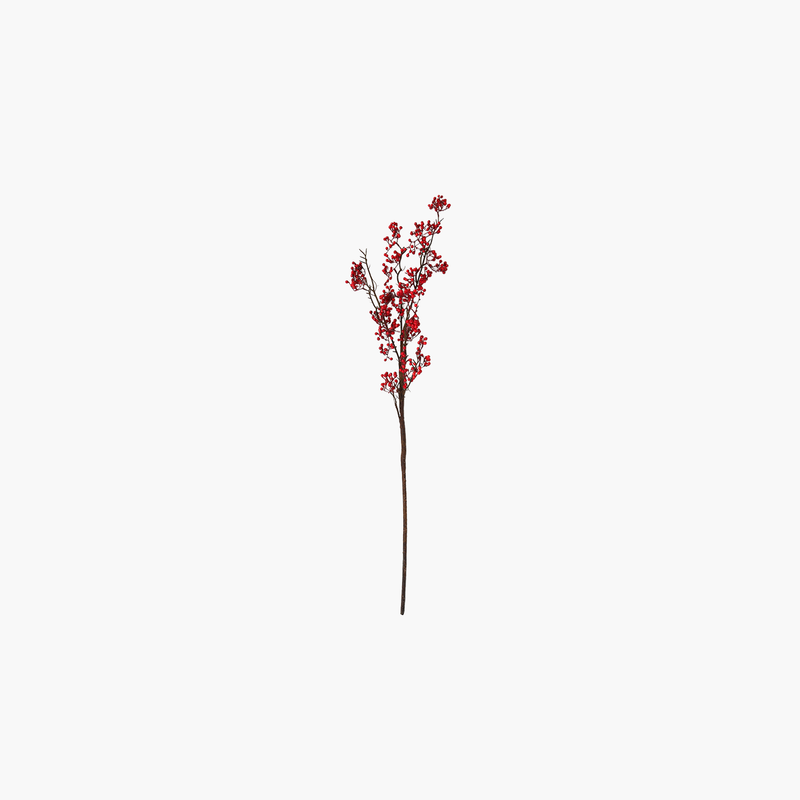 Sea Buckthorn Dal 118cm