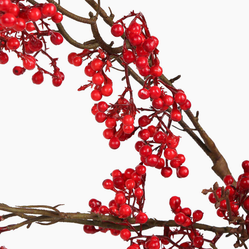 Sea Buckthorn Dal 118cm