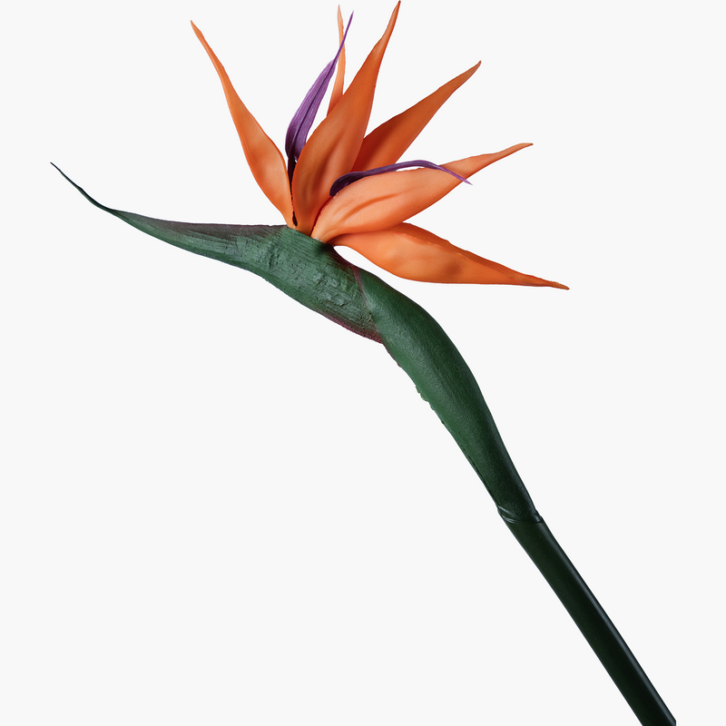 Starliçe Dal Kahverengi 82cm