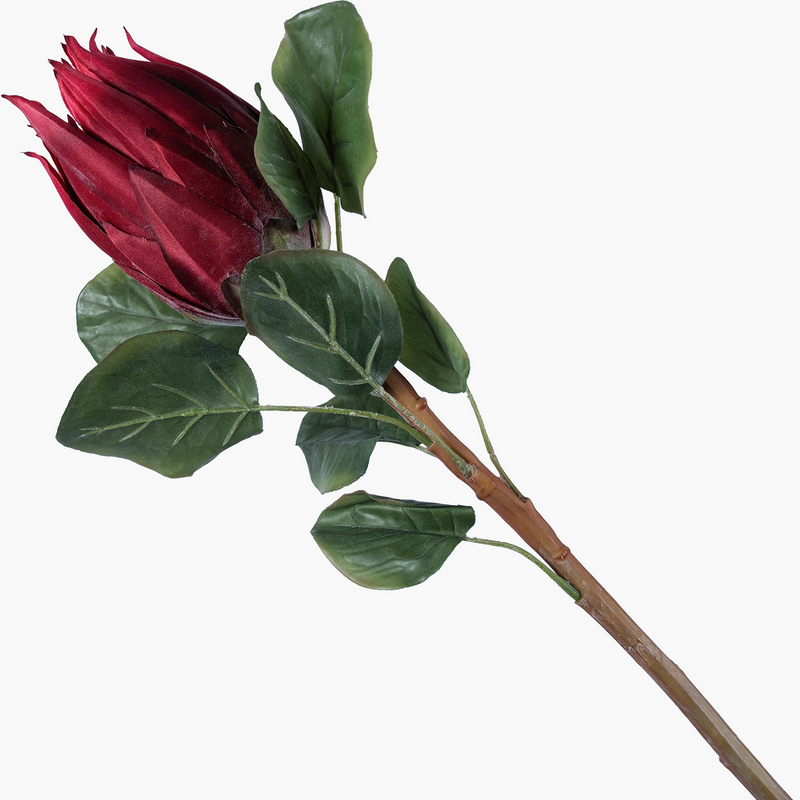 Protea Dal Kırmızı 68cm